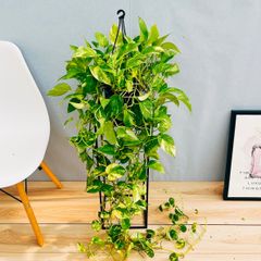 ドラセナ　カンボジアーナ　8【現品】☆希少☆ 観葉植物 室内　大型 観葉植物 おしゃれ 大型 種類 室内ドラセナ カンボジアーナ 8号