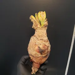 ブーファンディスティチャ現地球(発根済) ザ・ファームセレクト]ブーファン：ディスティチャ 4号鉢植え