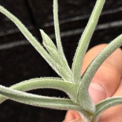 花芽付＊ 芳香花品種＊ オレンジ花＊ トリコームふっかふか＊ チランジア クロカータ オレンジフラワー Tillandsia crocata Orange Flower＊エアプランツ＠フラワーショップ江口