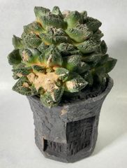 も*ん様 オリザバ パリートランカータ 斑入り 特殊斑 縞斑 変わり斑 アガベ Agave parryi var. truncata variegata アガベ パリー