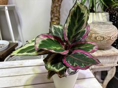 カラテア・エクリプス　４号　耐陰性　ピンク　オシャレ　個性的　観葉植物　インテリア　グリーン