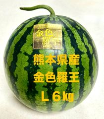 【産地直送・金色大玉すいか・即日発送可】熊本県産大玉スイカ　金色羅皇Ｌ　６ｋｇ　正規品　秀品