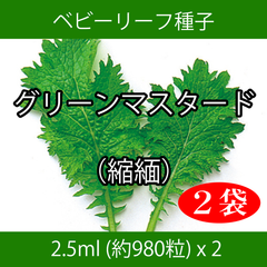 ベビーリーフ種子 B-32 グリーンマスタード（縮緬） 2.5ml x 2袋