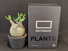 2025年最新】VCD Pachypodium Graciliusの人気アイテム - メルカリ