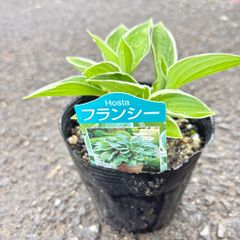ホスタフランシー4号ポットギボウシ日陰植物