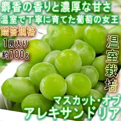 マスカット・オブ・アレキサンドリア 温室ぶどう 約700g 1房 大粒限定 岡山県産 贈答規格 化粧箱入り ギフト最適な大房の高級白葡萄！
