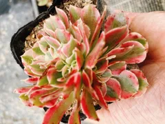 2025年最新】アエオニウム綴化の人気アイテム - メルカリ