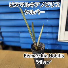 【最終入荷】【鉢ごと発送】ビスマルキアノビリスシルバー実生苗　Bismarckia nobilis silver　2025-4-27-bis1