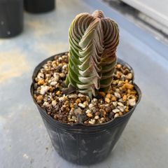 速達＊多肉植物 カット苗 クラッスラ キムナッキー 発根済