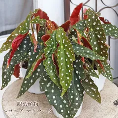 hyn☆*。様マクラータ斑入り鉢ごと速達