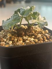 塊根植物】パキポディウム グラキリス 鉢ごと発送 #84 - メルカリ 塊根植物】パキポディウム グラキリス 鉢ごと発送 #84 - メルカリ