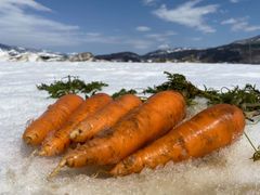 雪国ならではのブランド野菜 とにかく甘い雪下人参 10㎏【新潟県津南産 / 長野県飯山産】