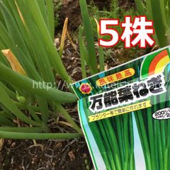 ■万能ねぎ 青ネギ苗 5本セット 薬味 ネギ プランター栽培OK♪