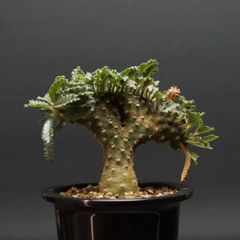 ドルステニア ラブラニー | STELLA.PLANTS