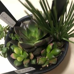 お正月用の寄せ植え