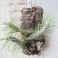 2025年最新】チランジア フンキアナの人気アイテム - メルカリ