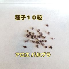 紫に染まる葉が美しいです  種子１０粒 アロエ パルブラ 女王錦 多肉植物 マダガスカル