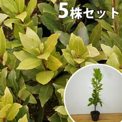 2025年最新】月桂樹 苗の人気アイテム - メルカリ