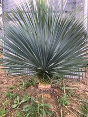 greenest | リギダとロストラータが掛け合わさり Yucca