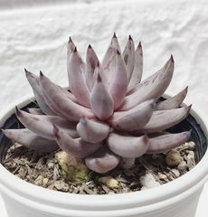 エケベリア 原種 ウングイクラタ ジャウジャル その１ unguiculata jaujal　ケーレス実生苗　月曜or火曜日発送