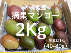 本日5ケース限定〈タイムSALE〉沖縄県産摘果マンゴー 2Kg