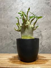 71. ▽Adenium arabicum super dwarf “Gotji” ▽ アデニウム アラビカム スーパードワーフ 塊根植物 【PLANET】
