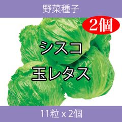 野菜種子 TVA06 シスコ玉レタス 11粒 x 2個