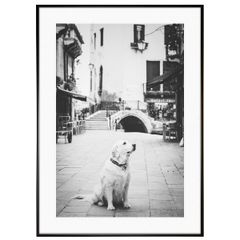 動物写真  イタリア ベニスのラブラドールレトリーバー インテリアアート写真額装 AS1161
