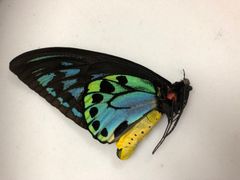 蝶の標本★マライタ島産アオメガネアゲハ♂