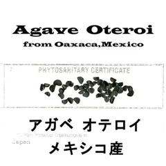 6月入荷 50粒+ アガベ オテロイ チタノタ FO-76 種 種子 証明書のサムネイル