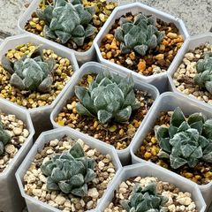 大型ベヌスタ　ハオルチア　観葉植物