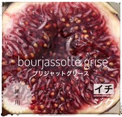 イチジク ジャムの王様！ブリジャソットグリース！挿し木用7本