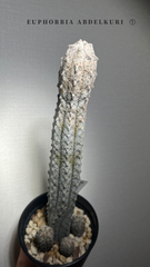 ① ユーフォルビア　アブデルクリ　群生　全高約40cm