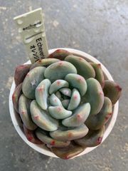 エケベリア　オレンジモンロー　多肉　多肉植物　a25