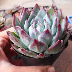 2025年最新】コロラータの人気アイテム - メルカリ