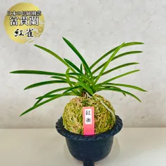 2025年最新】富貴蘭 赤花の人気アイテム - メルカリ