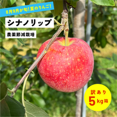 8月16日から8月31日発送 指定不可「シナノリップ5キロ箱訳あり品」 農林水産大臣賞 長野県産 安曇野 信州産 産地直送
