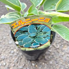 ホスタエルニーニョ4号ポットギボウシ日陰植物