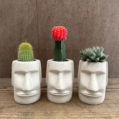 ★モアイ3兄弟！！⑤ 3種類 サボテン不明種 緋牡丹 ハオルチア不明種 現品 観葉植物 観葉 植物 珍奇植物 珍奇 珍しい レア 希少 多肉植物 多肉 カクタス インテリア プレゼント おもしろい 可愛い