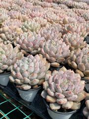 抜き苗 ハンゲ単頭 MY3×18株 ふっくら 多肉植物 エケベリア サボテン 韓国苗 新入荷