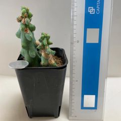 多肉植物　サボテン　ロホセレウス(訳あり‼︎)  抜き苗　根付き