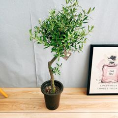 ［現品］13番　創樹　オリーブ　ネバディロブランコ　6号　観葉植物  屋外　ベランダ  souju オリーブの木