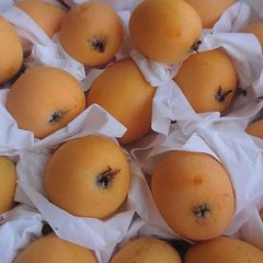 長崎特産 茂木枇杷 「なつたより」1.6kg 甘くて美味しい💕