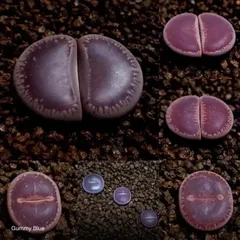 2025年最新】リトープス日輪玉の人気アイテム - メルカリ 