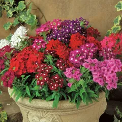 2025年最新】SAKURAの人気アイテム - メルカリ