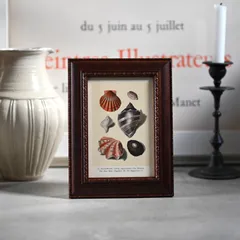 ヴィンテージフレーム「貝殻No22」希少なヴィンテージ図鑑の1枚と古い額縁のセット (アンティーク雑貨 蚤の市 ウォールデコ オブジェ レトロ アートフレーム 額縁 絵 ポスター  インテリア雑貨 アート 古道具 植物画 店舗什器 貝殻 夏 骨董 壁掛け)