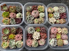 2025年最新】多肉植物 韓国苗 セットの人気アイテム - メルカリ