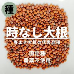 【種】時なし大根　ダイコン　農薬不使用　40粒