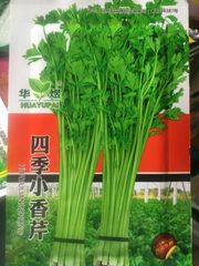 中国野菜の種　四季小香芹　芹菜　セロリ　200粒