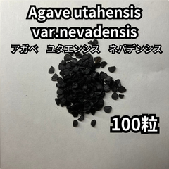 【種】100粒　Agave utahensis var. nevadensis　アガベ　ユタエンシス　ネバデンシス